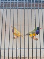Pastel koppel gouldamadine te koop., Dieren en Toebehoren, Meerdere dieren, Tropenvogel, Geringd