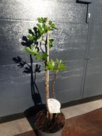 Ficus carica ' Bornholm's Diamant' vijg, Ophalen, Volle zon, Overige soorten, Minder dan 100 cm