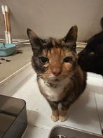 Voornaam is: Kiki, Dieren en Toebehoren, Ophalen of Verzenden, Speelbal