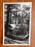 Appelscha. In de bossen., Ophalen of Verzenden, 1940 tot 1960, Gelopen, Friesland