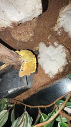 Betrouwbare reptielen opvang, 0 tot 2 jaar