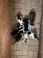 Boerderij kittens, Dieren en Toebehoren, Katten en Kittens | Overige Katten, Kater, Kortharig, 0 tot 2 jaar