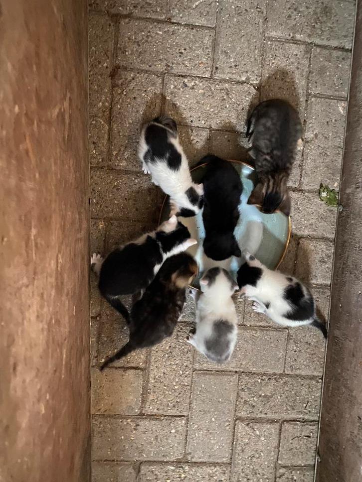Boerderij kittens, Dieren en Toebehoren, Katten en Kittens | Overige Katten, Kortharig, Kater, 0 tot 2 jaar