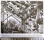 Hortus A'dam 1919; de fleskalebassen in de kas, Verzamelen, Verzenden, Voor 1940, Gebruikt, Overige onderwerpen