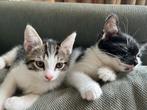 Schattig kittens! Nog 1 Mogen meteen mee als het klikt, Dieren en Toebehoren, Katten en Kittens | Overige Katten, Kortharig