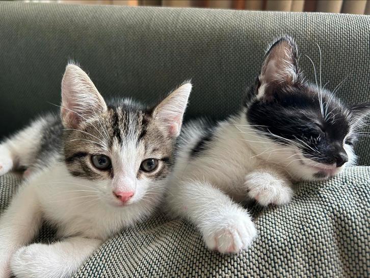 Schattig kittens! Nog 1 Mogen meteen mee als het klikt, Dieren en Toebehoren, Katten en Kittens | Overige Katten, Kortharig
