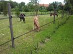 kunststof recyclingpalen, Dieren en Toebehoren, Weidegang