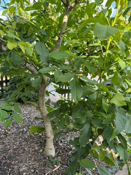Prijswinnende Walnoten boom - +-3 meter lang. Dikke stam, Tuin en Terras, Planten | Bomen, Overige soorten, Volle zon, Ophalen of Verzenden