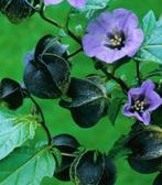 Zegekruid,  Nicandra physalodes, Eenjarig, Halfschaduw, Zomer, Ophalen