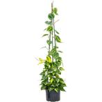 Philodendron Scandens 'brasil' - Hartbladige Philoden g70350, Ophalen of Verzenden