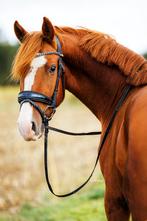 Monère Hoofdstel Full, Dieren en Toebehoren, Paarden en Pony's | Hoofdstellen en Tuigage, Ophalen of Verzenden, Zo goed als nieuw