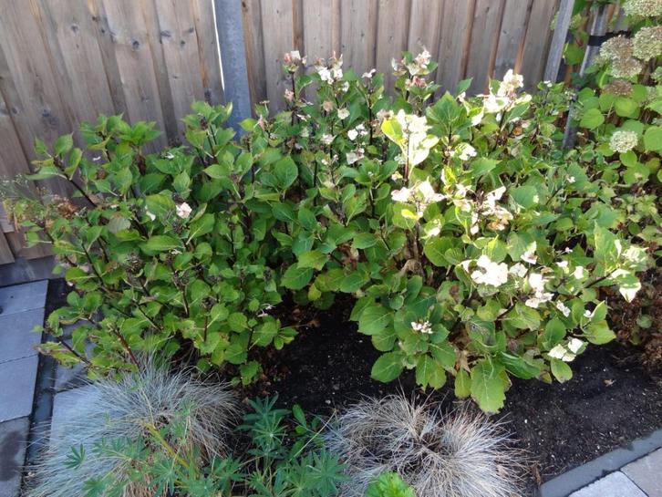 Boerenhortensia's bestaande uit (ik geloof) 4 planten, Tuin en Terras, Planten | Tuinplanten, Vaste plant, Overige soorten, Halfschaduw