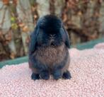 Prachtige minilop ram 5 maanden, Mannelijk, Dwerg, Hangoor