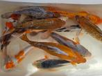Nieuwe Koi zijn binnen. Open do, vrij za. Kweekbakken, Karper of Koi