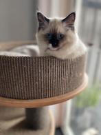 Ragdoll kittens met stamboom Mogen verhuizen, Dieren en Toebehoren, Katten en Kittens | Raskatten | Langhaar, Meerdere dieren