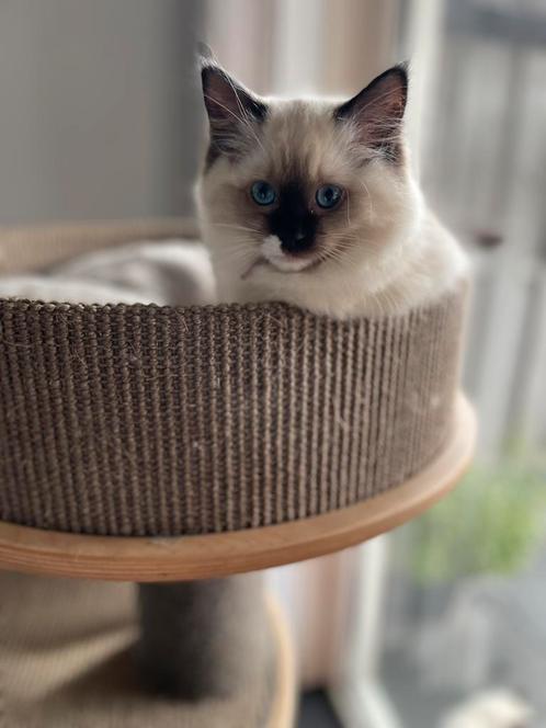 Ragdoll kittens met stamboom Mogen verhuizen, Dieren en Toebehoren, Katten en Kittens | Raskatten | Langhaar, Meerdere dieren