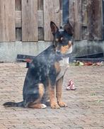 Lief hond ledy, Ophalen of Verzenden