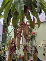 Nepenthes Jumbo XXL p25 (5)