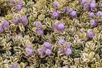Hebe x hybride tricolor. Wintergroen/winterhard! Planten, Overige soorten, Vaste plant, Ophalen of Verzenden, Halfschaduw