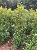 Portugese laurier brenelia 175/200 hoog kluit, Tuin en Terras, Ophalen, Laurier, 100 tot 250 cm