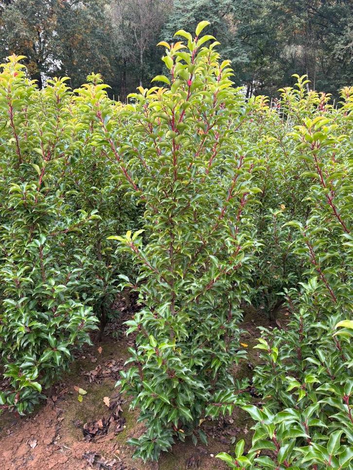 Portugese laurier brenelia 175/200 hoog kluit, Tuin en Terras, Planten | Struiken en Hagen, Laurier, 100 tot 250 cm, Ophalen