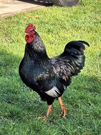 Barnevelder kriel haan zilver, Dieren en Toebehoren, Pluimvee, Mannelijk, Kip