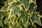 Hedera klimop helix, hibernica ACTIE klimplanten, Ophalen, Overige soorten, 100 tot 250 cm