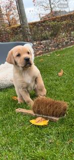 Prachtige pups (Labrador/Boxer & Benner Sennen), Dieren en Toebehoren, Honden | Niet-rashonden, Rabiës (hondsdolheid), 8 tot 15 weken
