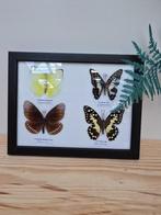 Lijst met geprepareerde vlinders, Ophalen of Verzenden, Zo goed als nieuw, Insect, Opgezet dier