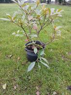 Photinia fraseri Glansmispel, Ophalen