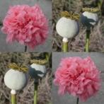 Zaden Papaver dubbel roze, Verzenden, Voorjaar, Volle zon, Zaad