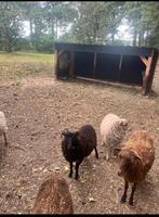 Ouessant rammetje (mei 2025), Dieren en Toebehoren, Mannelijk, Schaap