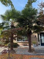 Grote Palmboom - ca. 480cm, Tuin en Terras, Planten | Bomen, Zomer, Palmboom, 400 cm of meer, Ophalen