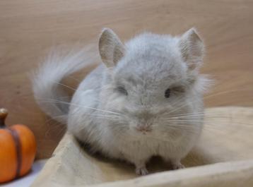 Chinchilla: Beige-Violet Angora mannetje beschikbaar voor biedingen