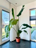 Strelitzia nicolai, Huis en Inrichting, Kamerplanten, Ophalen, In pot, Halfschaduw, 200 cm of meer