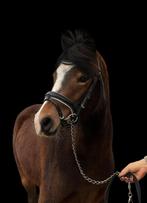 *WelshB merrie opzoek naar meer uitdaging!*, Dieren en Toebehoren, Merrie, B, Gechipt, Dressuurpony