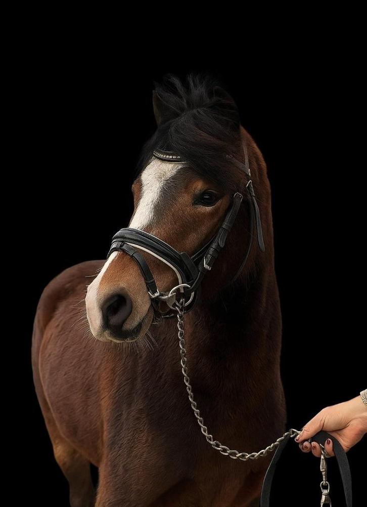 *WelshB merrie opzoek naar meer uitdaging!*, Dieren en Toebehoren, Pony's, Merrie, B, B pony (1.17m tot 1.27m), Dressuurpony, 3 tot 6 jaar