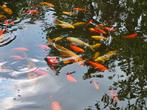 Koi karpers met pomp en filter installatie, Dieren en Toebehoren, Karper of Koi