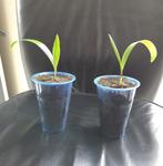Palmplanten; Washingtonia Robusta Winterhard tot -15  c, Ophalen of Verzenden, Zomer, Overige soorten, Volle zon