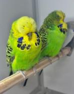 Koppel engelse parkieten en mannen, Dieren en Toebehoren, Vogels | Parkieten en Papegaaien, Meerdere dieren, Papegaai
