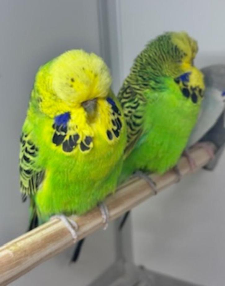 Koppel engelse parkieten en mannen, Dieren en Toebehoren, Vogels | Parkieten en Papegaaien, Papegaai, Meerdere dieren