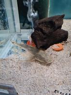 Bagarius Bagarius, duivelsmeerval, meerval, Dieren en Toebehoren, Vis, Zoetwatervis