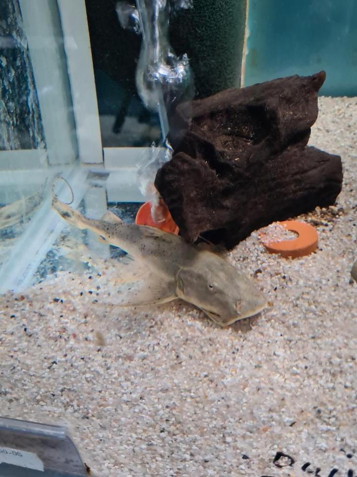 Bagarius Bagarius, duivelsmeerval, meerval, Dieren en Toebehoren, Vissen | Aquariumvissen, Zoetwatervis, Vis