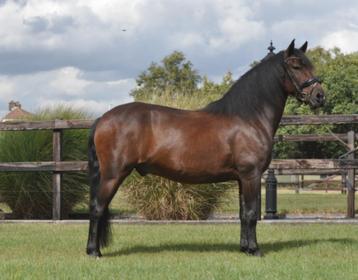 8 jarige D pony ruin beschikbaar voor biedingen