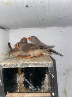 Zebravinken te koop, Dieren en Toebehoren, Vogels | Overige Vogels, Meerdere dieren, Tropenvogel