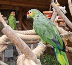 Geelwang Amazone (kweek)koppel, Dieren en Toebehoren, Vogels | Parkieten en Papegaaien, Meerdere dieren, Papegaai, Geringd