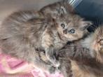 Ragdoll x maine coon kittens, Dieren en Toebehoren, Katten en Kittens | Raskatten | Langhaar, Meerdere dieren, Gechipt, 0 tot 2 jaar