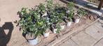 gewone hulst in pot, Tuin en Terras, Planten | Struiken en Hagen, Ophalen, Hulst, Haag, Minder dan 100 cm