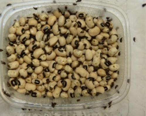 Voedseldieren Bonenkevers, Dieren en Toebehoren, Dierenvoeding, Reptiel of Amfibie, Ophalen of Verzenden
