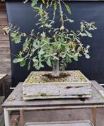 Eik bonsai startplant, Tuin en Terras, Bloeit niet, Halfschaduw, Overige soorten, Minder dan 100 cm